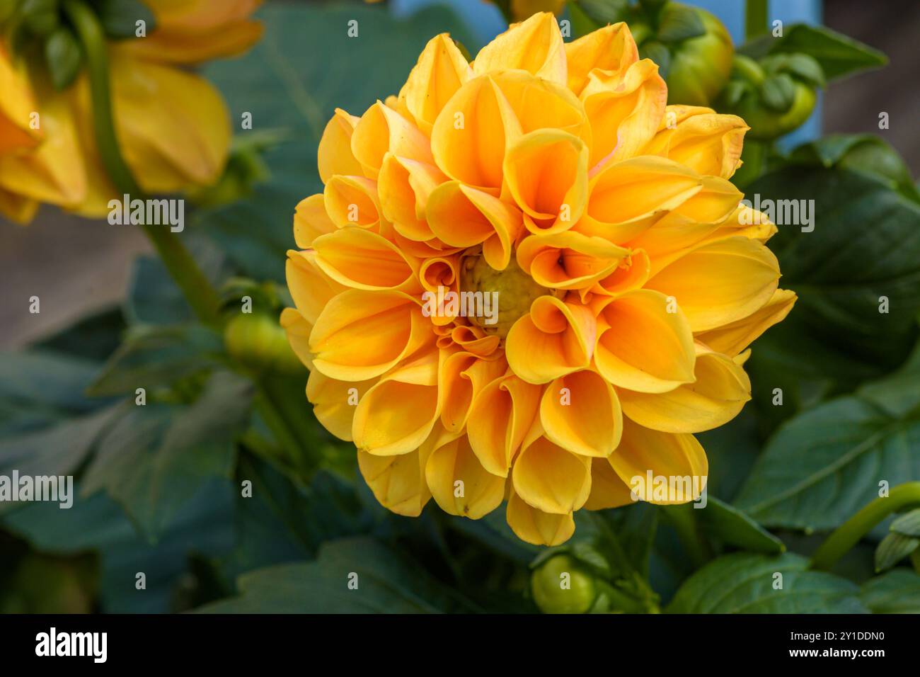 Elegant dahlia portrait hi-res stock photography and images - Alamy