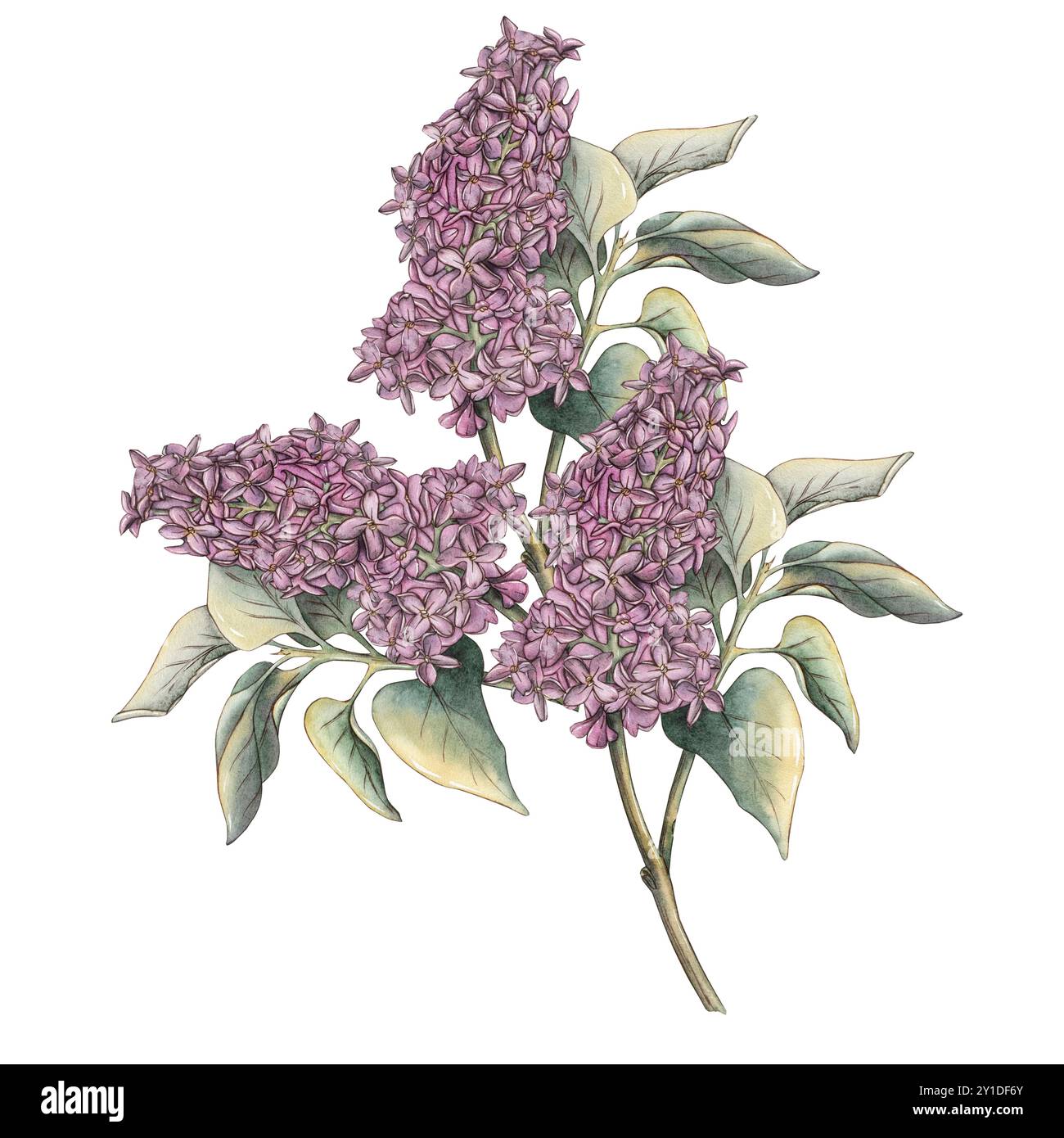 Watercolor lilac branch with purple flowers and leaves isolated on a ...