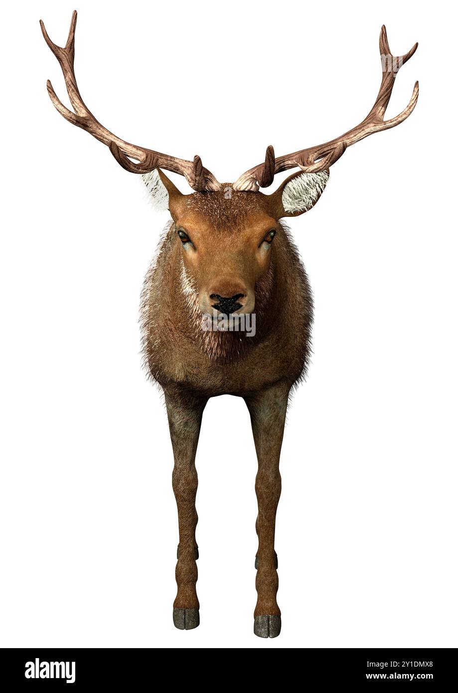 3D rendering of a male deer isolated on white background Stock Photo ...