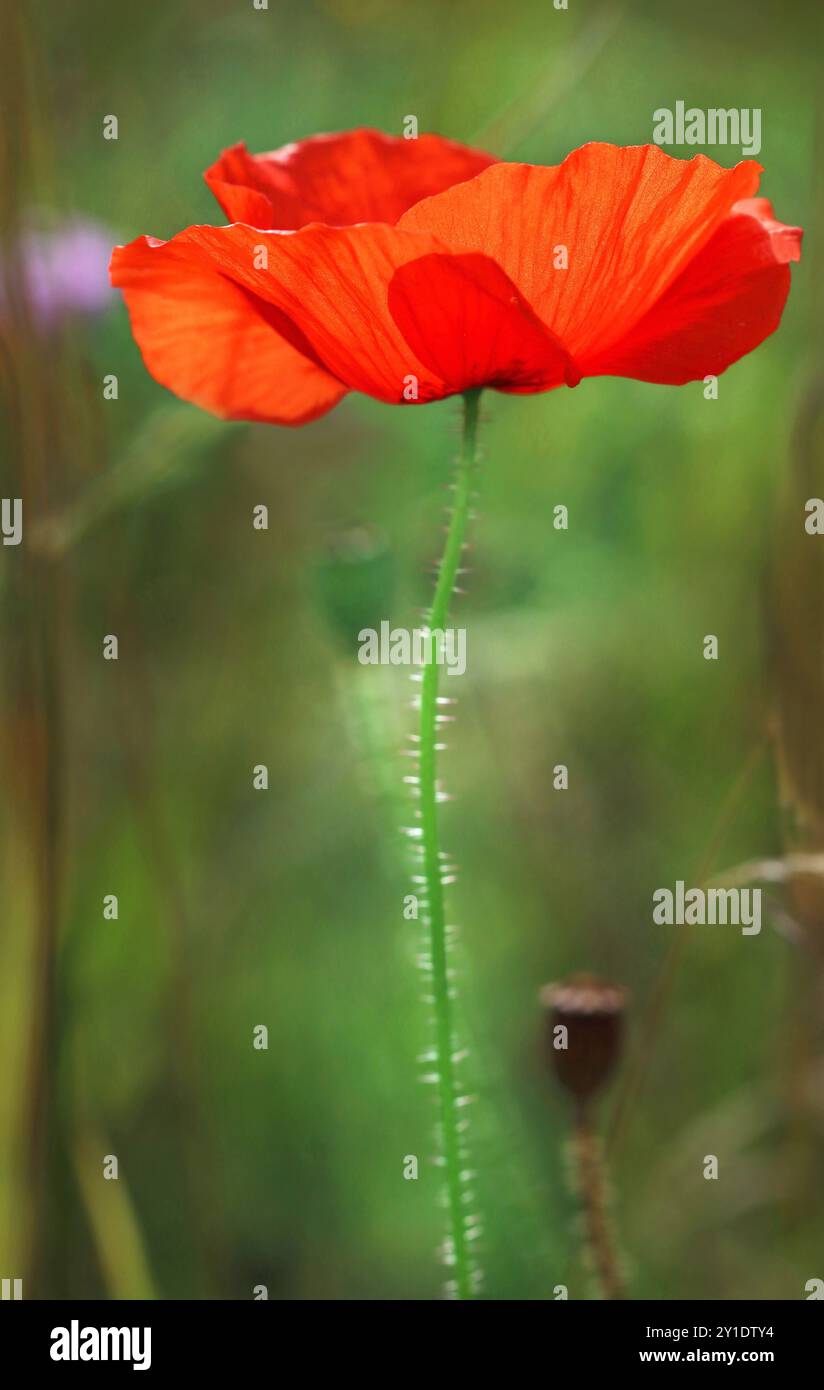 Full frame portrait image of a red Poppy (Papaver Rhoeas, Field Poppy ...