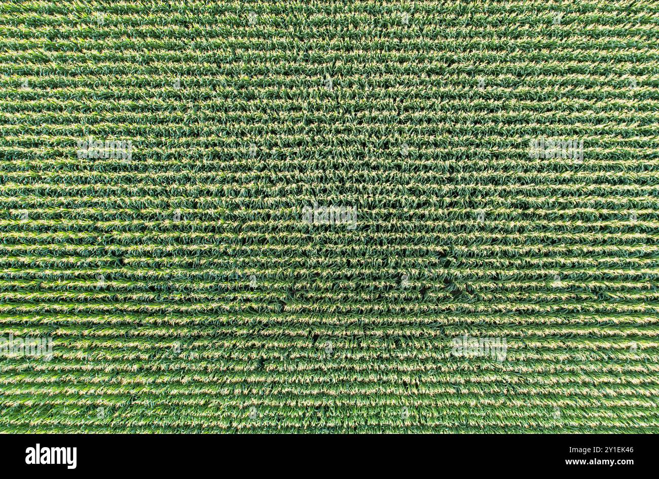 long rows of corn Stock Photo - Alamy