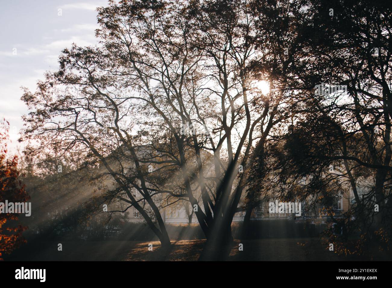 Sun shining through trees with sunrays visible in foggy forest Stock ...