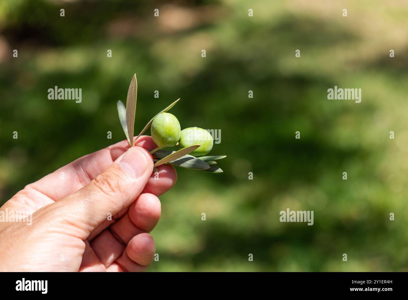 Hand holding olive branch hi-res stock photography and images - Alamy