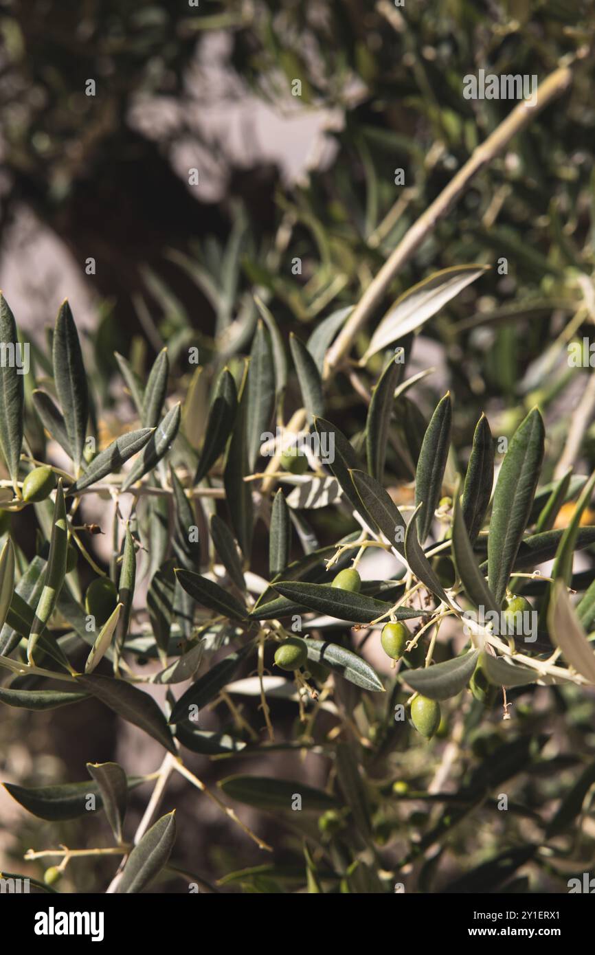 olive tree with green olives prior to harvesting Stock Photo