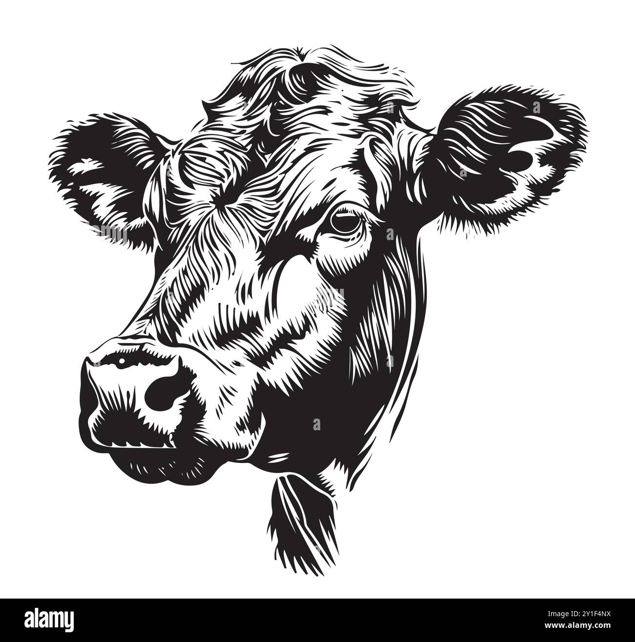 Farm cow head sketch hand drawn line art engraving Vector illustration ...