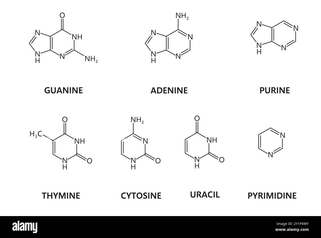 Nucleic acids or nitrogenous bases, nitrogen and hydrogen formulas ...