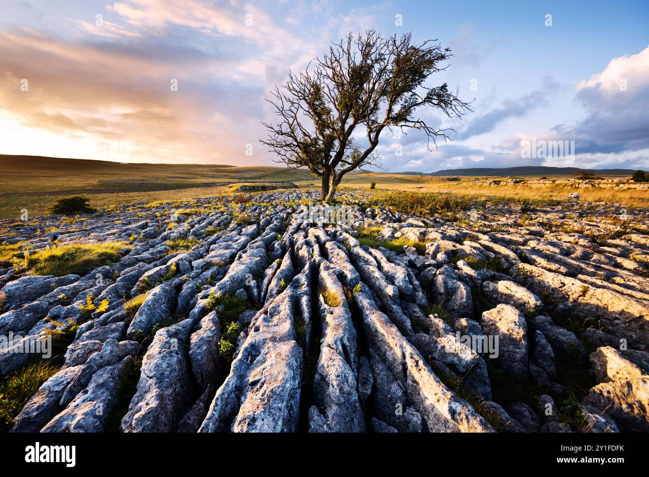 Lone tree on limestone pavement at Malham Lings, Yorkshire Dales National Park, UK Stock Photo