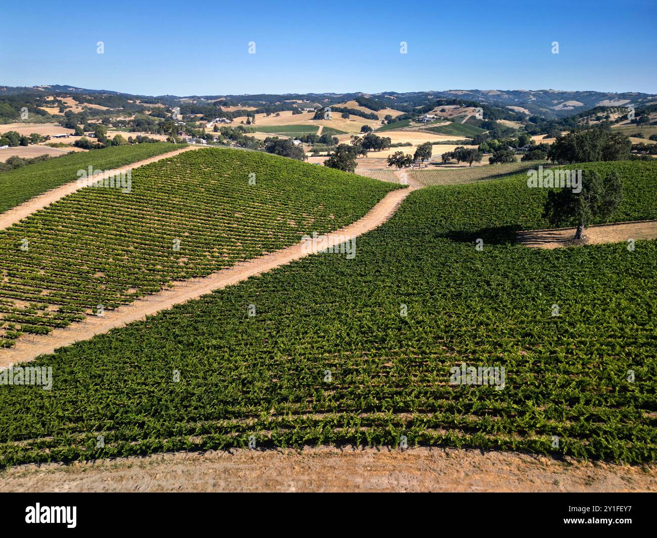 Summertime aerial view of vineyards and rolling hills of the Paso ...