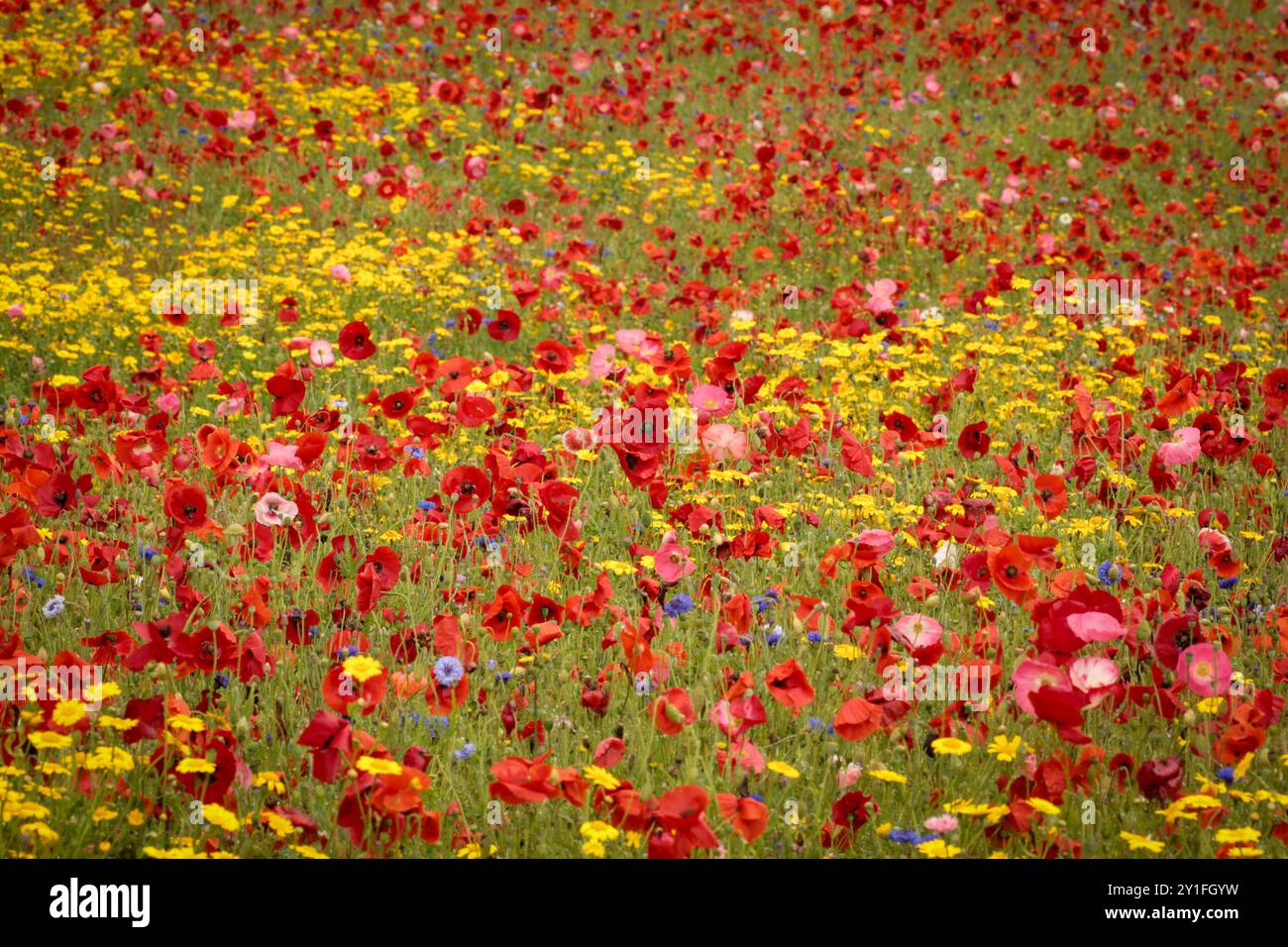 Poppies and meadow flowers Stock Photo - Alamy