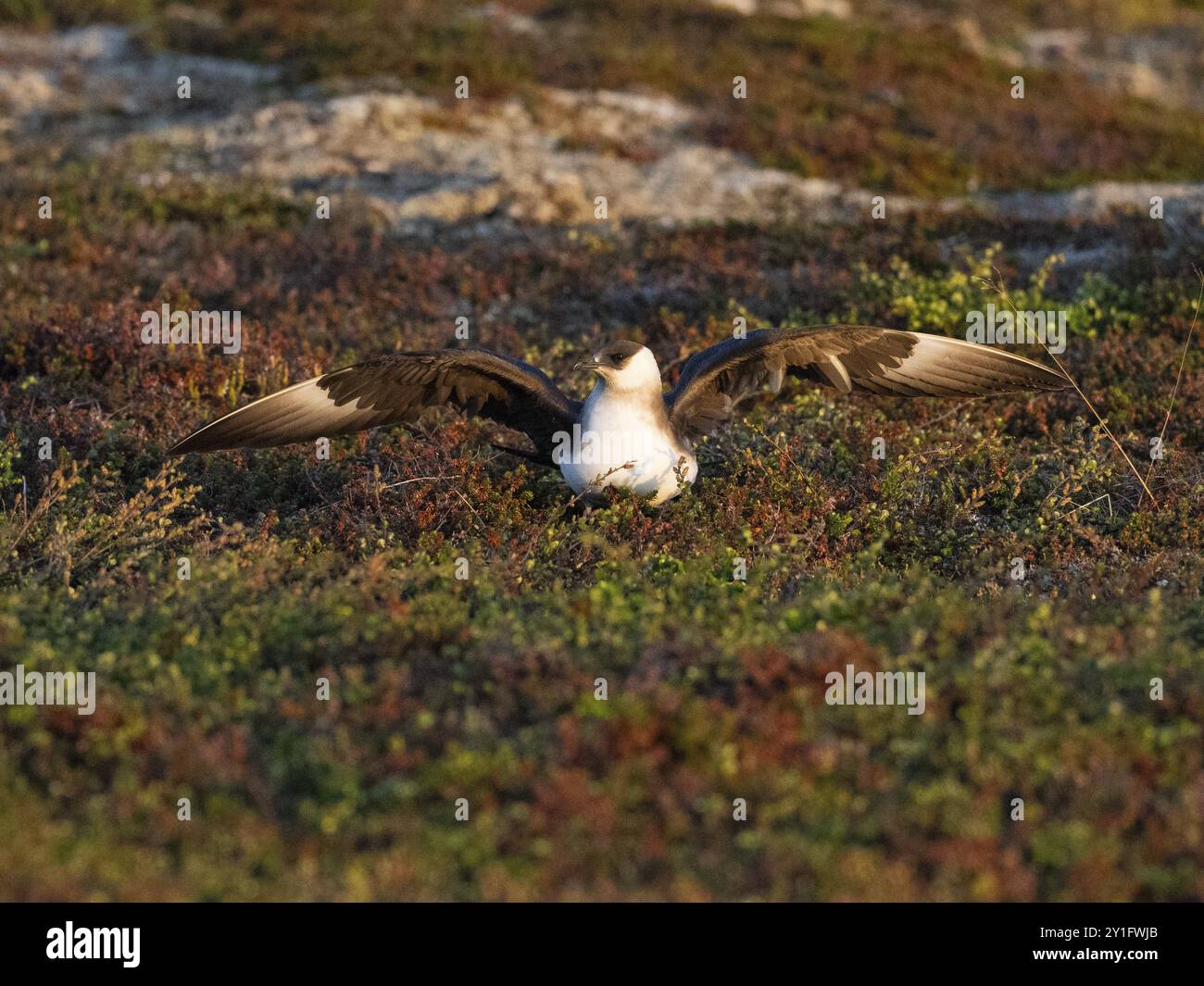 Arctic Skua (Stercorarius parasiticus), adult breeding bird feigning injury, broken wing act, to lure predator away from its nest, at midnight, May, V Stock Photo