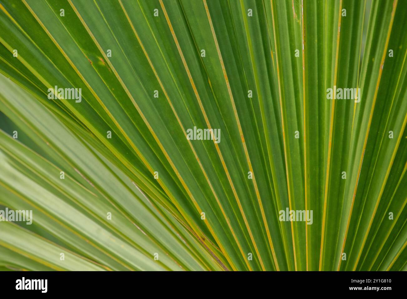 Dark green leaf texture, Natural green leaves using as nature background wallpaper or tropical leaf cover page Stock Photo