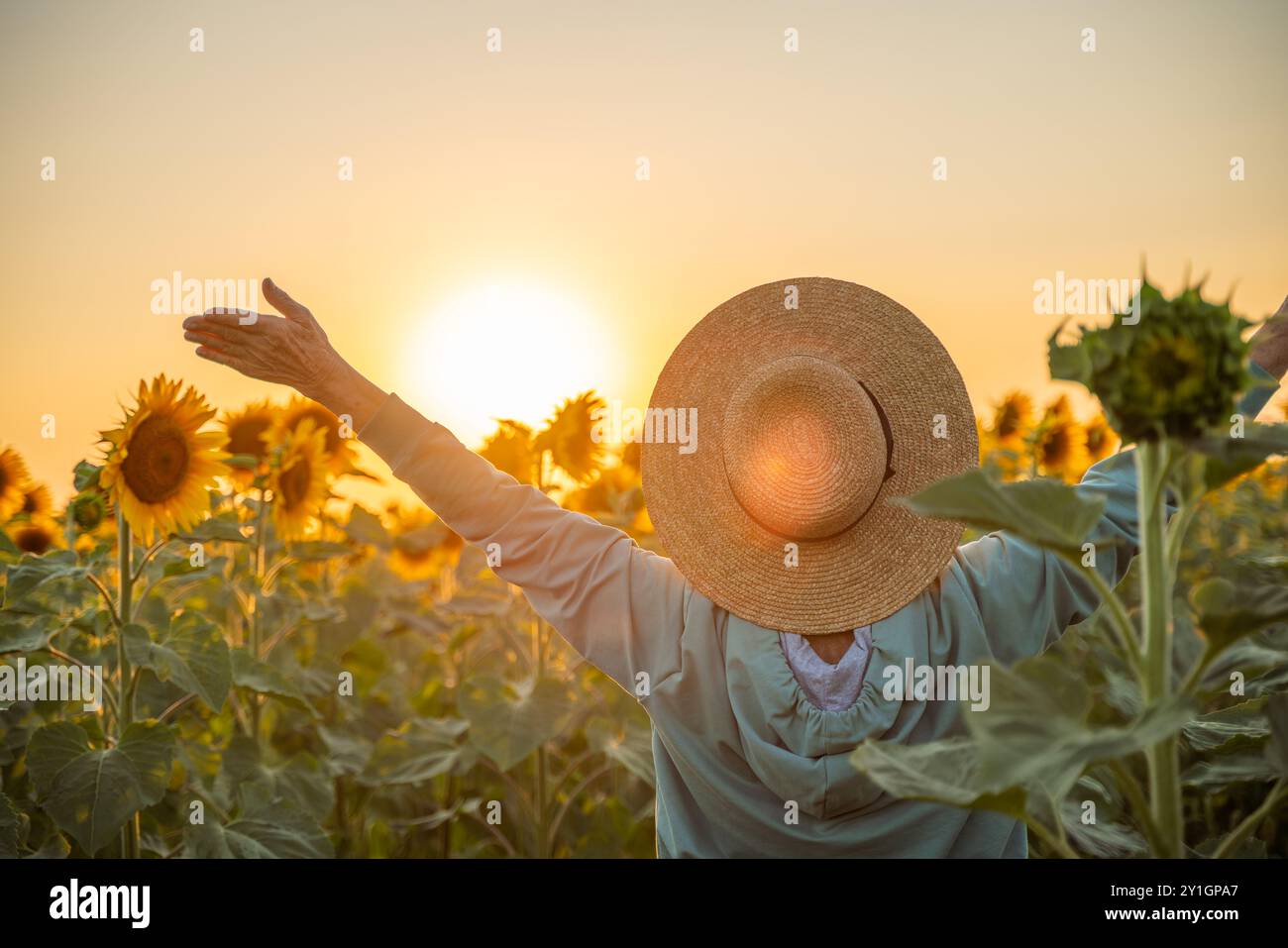 A woman wearing a straw hat stands in a field of sunflowers. She is ...