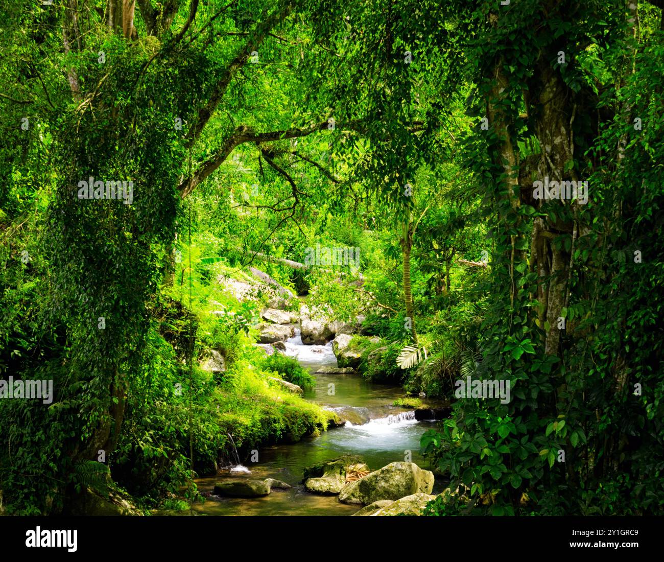 Tropical forest water stream in hi-res stock photography and images - Alamy