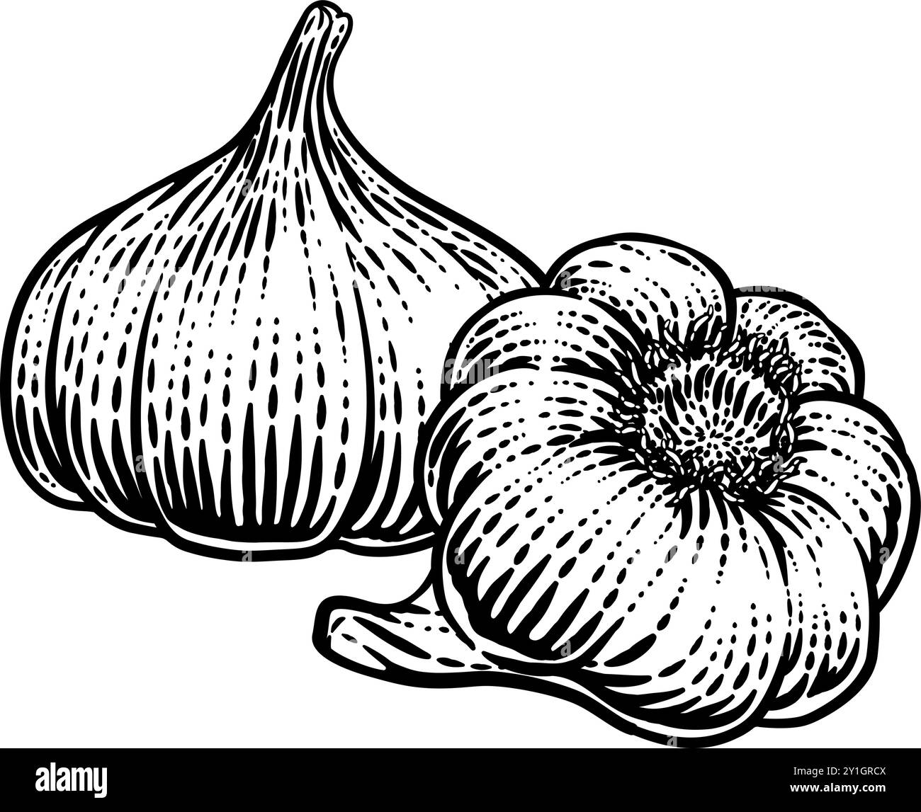 Garlic Vegetable Vintage Woodcut Illustration Stock Vector