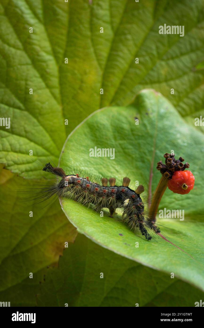Vapourer  moth caterpillar, Orgyia antiquafeeding on honeysuckle. Stock Photo