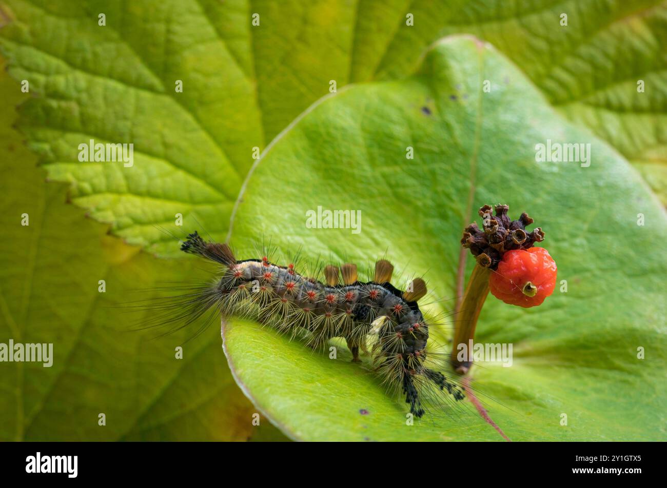 Vapourer  moth caterpillar, Orgyia antiquafeeding on honeysuckle. Stock Photo