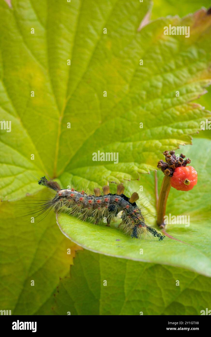 Vapourer  moth caterpillar, Orgyia antiquafeeding on honeysuckle. Stock Photo