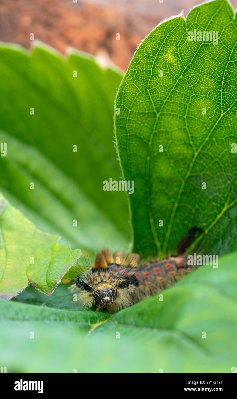 Vapourer moth caterpillar,  Orgyia antiqua, feeding on strawberry leaves. Stock Photo