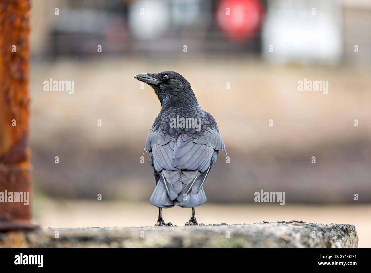Carrion Crow; Corvus corone; St Ives; Cornwall; UK Stock Photo
