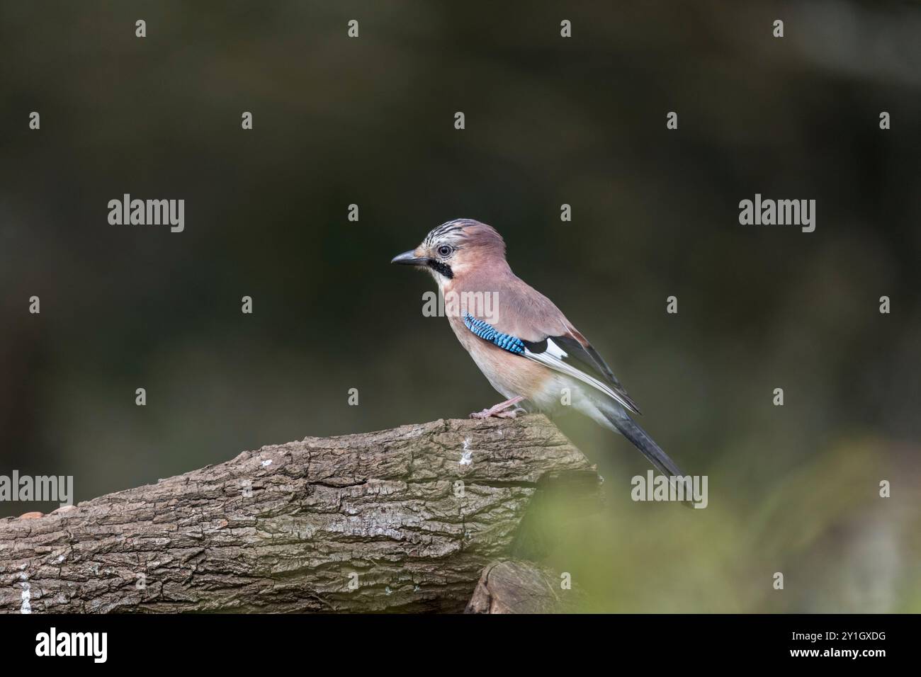 Jay; Garrulus glandarius; on Log; UK Stock Photo