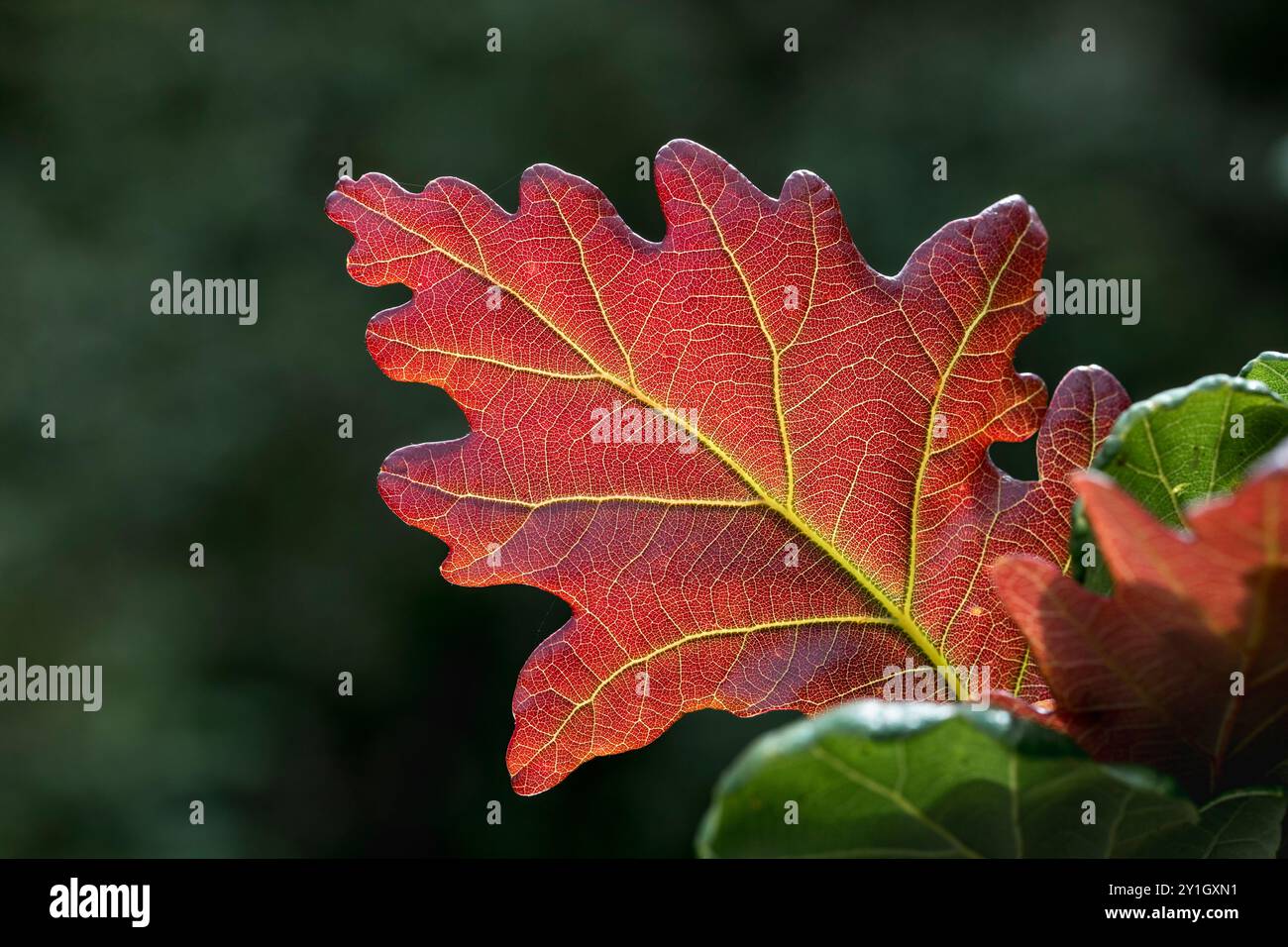 Autumn red oak leaves hi-res stock photography and images - Alamy