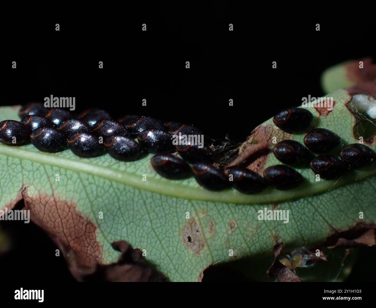 Insect Eggs on a Leaf Surface Stock Photo