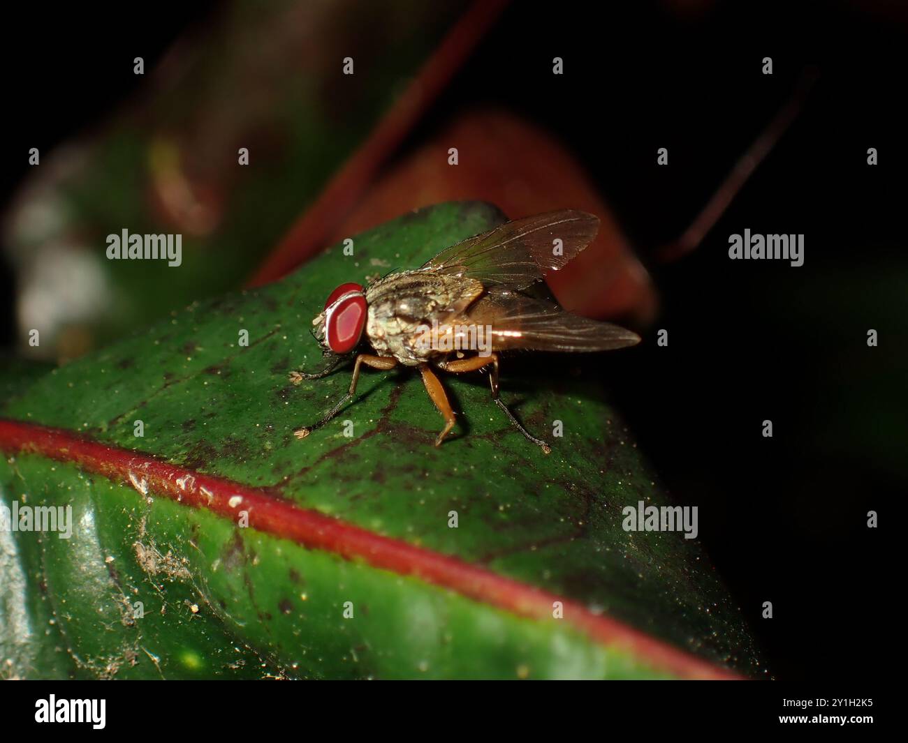 Close-up of a Fly Resting on a Leaf Stock Photo