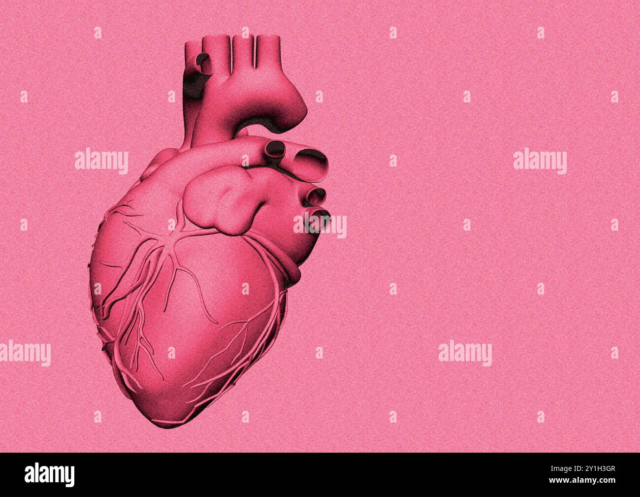 Apex of heart hi-res stock photography and images - Alamy