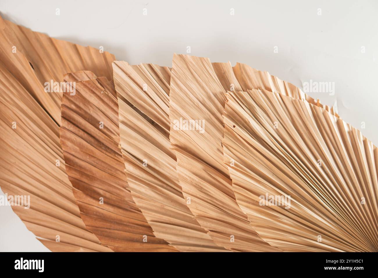 Palm Fan Pattern A collection of dried palm leaves arranged in a fan shape, showcasing ...