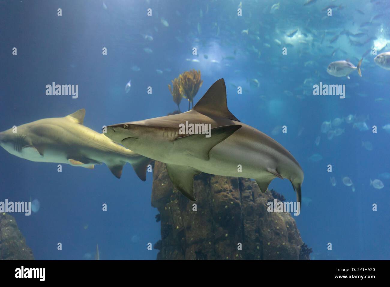 Two Grey Sharks In Big Aquarium Of Lisbon Oceanarium Stock Photo Alamy two-grey-sharks-in-big-aquarium-of-lisbon-oceanarium-stock-photo-alamy