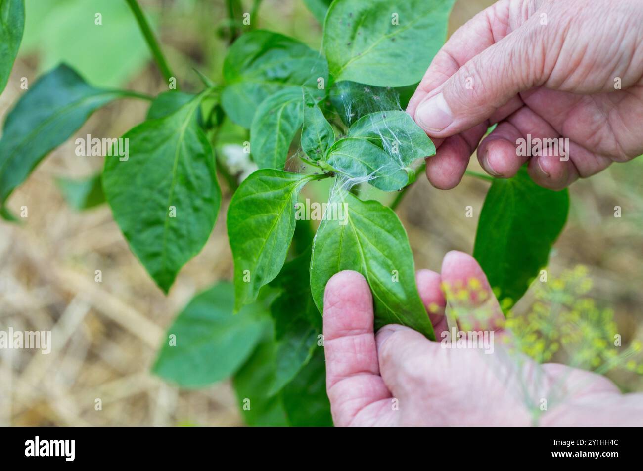 Aphids and mold on the leaves of pepper plants. Pests and parasites on  garden plants Stock Photo - Alamy