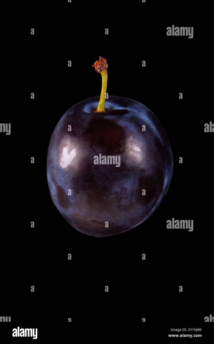 Single ripe plum isolated on solid black background Stock Photo