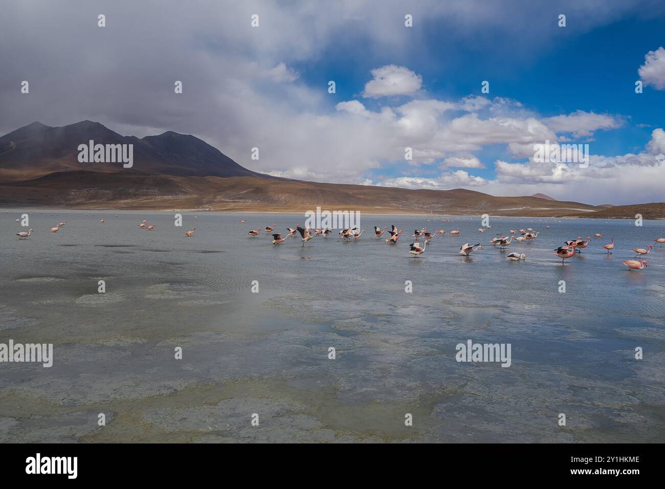 lagoon with flamingos and mountains in the background in the Bolivian Altiplano, Eduardo Avaroa Andean Fauna National Reserve in Bolivia. Stock Photo