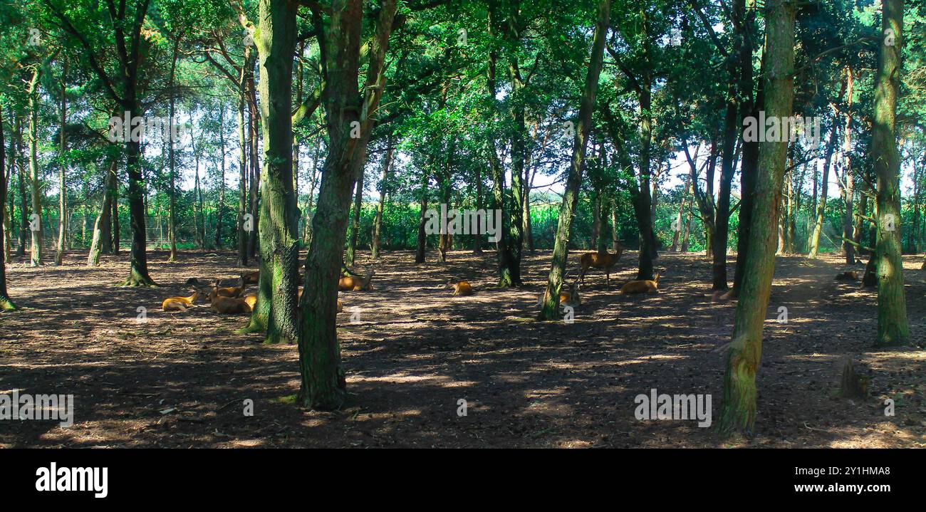 A serene forest scene with tall trees and dappled sunlight filtering ...
