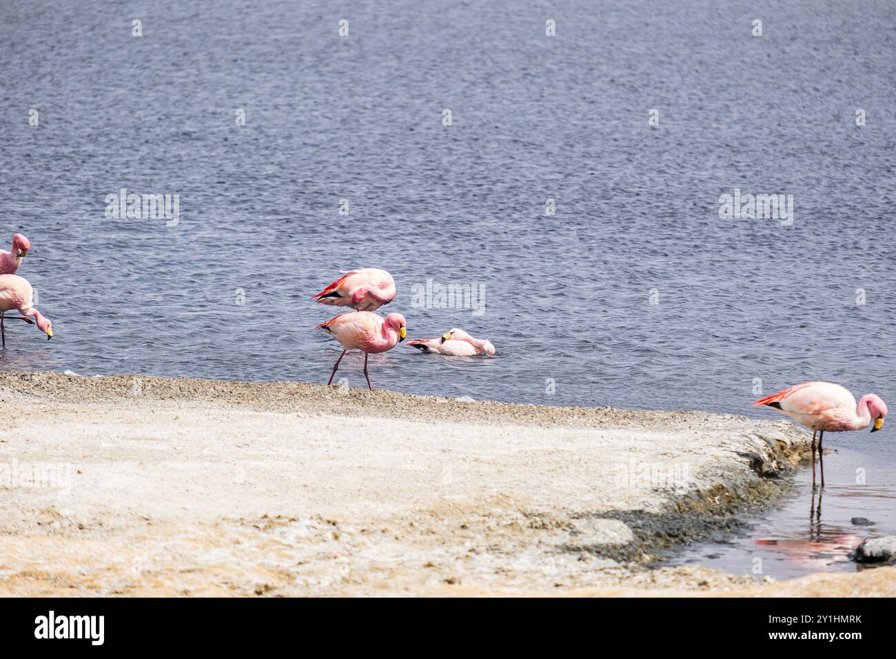 group of flamingos feeding in a lagoon. Stock Photo