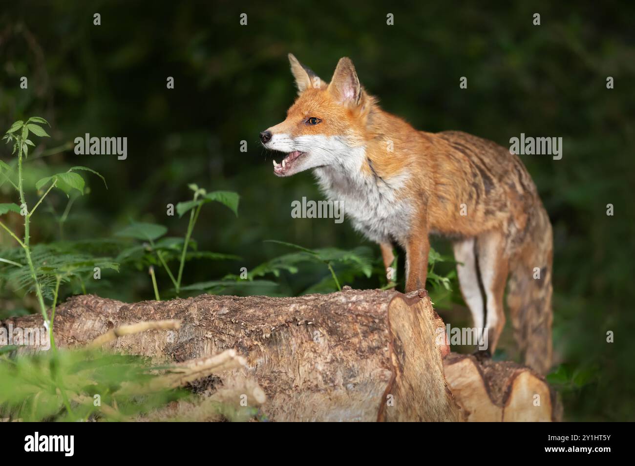 Portrait of a red fox with open mouth standing on a log in the forest, UK. Stock Photo
