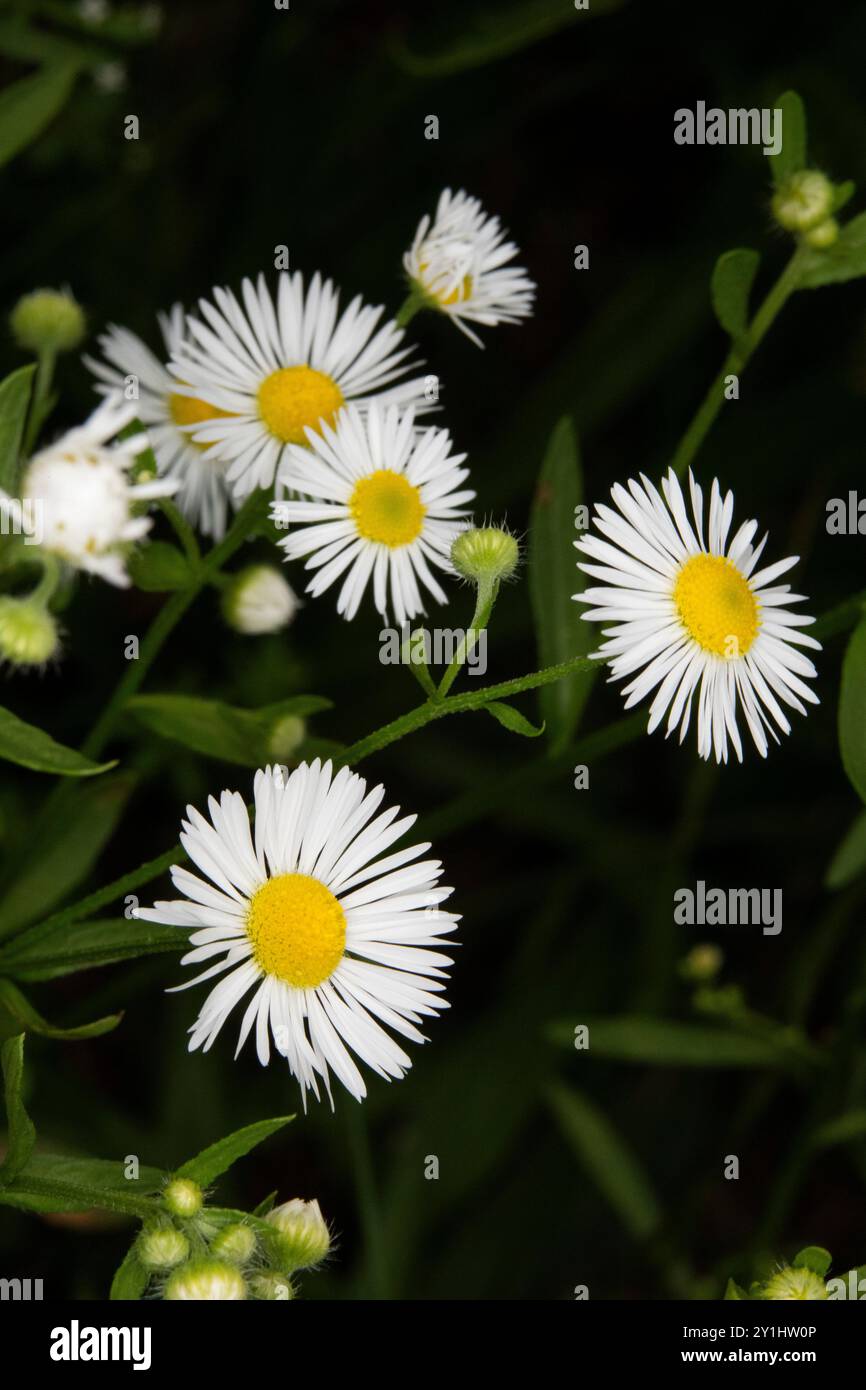 close up of common mini wildflower daisies on black background background, fleabane daisy, English daisy, meadow daisy Stock Photo