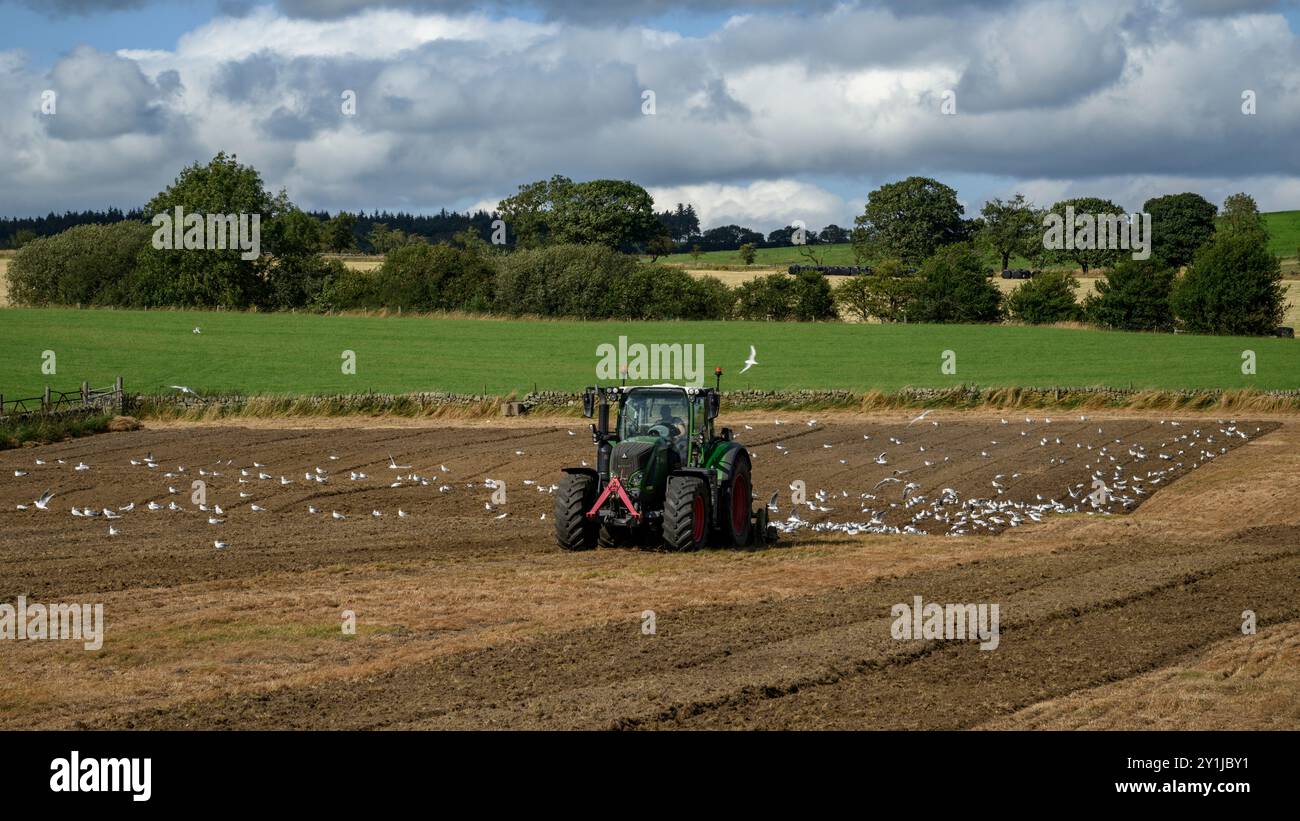 Green tractor working, preparing land (farmer in cab, surface tillage, soil management, gulls flying following feeding) - North Yorkshire, England UK. Stock Photo