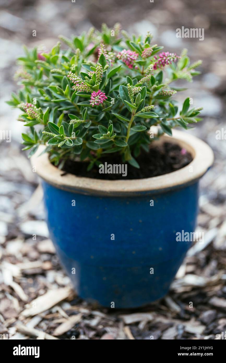 Shrubby Veronica (Veronica, Hebe x andersonii) planted in a pot in autumn. Stock Photo