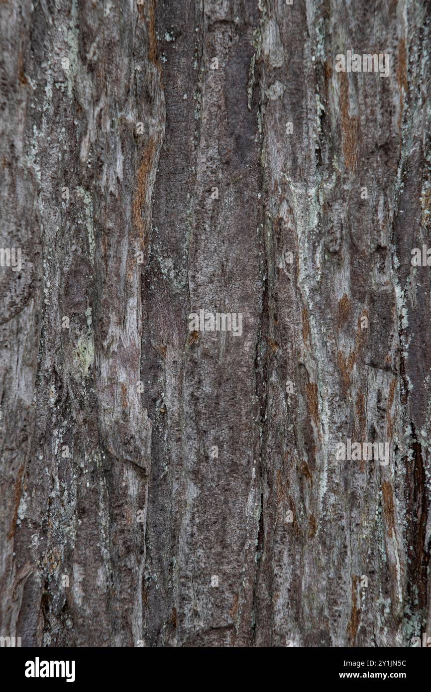 Close up bark texture of a tree trunk, background, backdrop Stock Photo