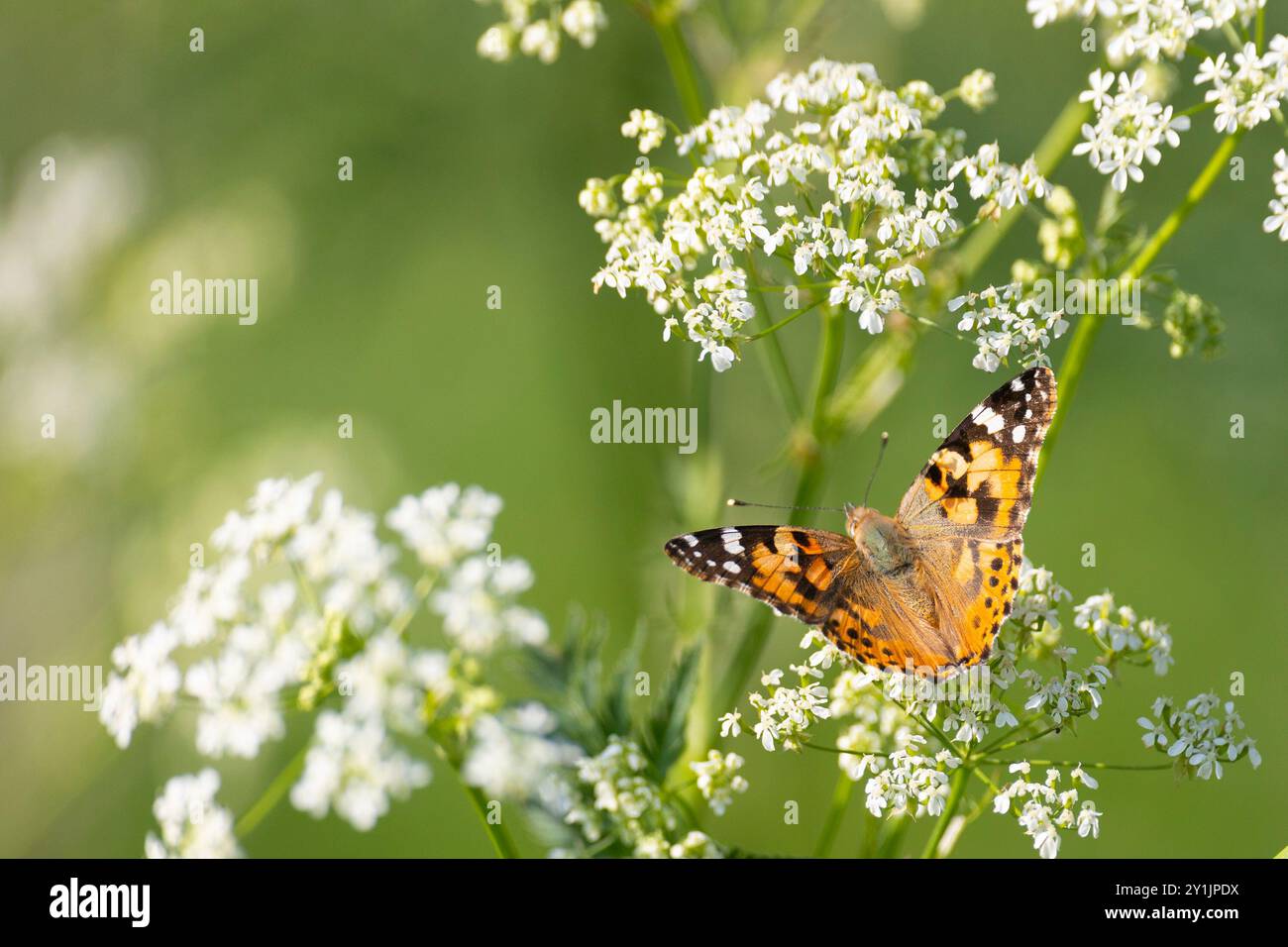butterfly sits on a flower in the sunny summer day Stock Photo - Alamy