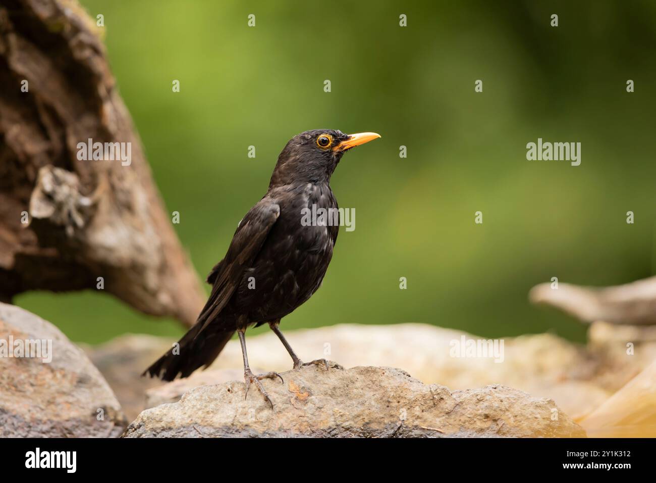 Common eurasian blactbird (Turdus merula) in nature habitat. Passerine bird on branch with green background, wildlife in Czech republic Stock Photo