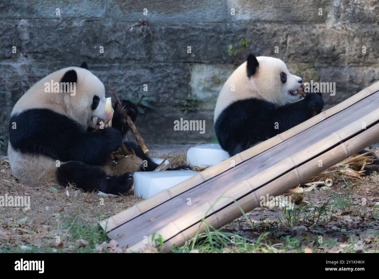 CHONGQING, CHINA - SEPTEMBER 7, 2024 - Giant pandas Yu Ke and Yu Ai ...