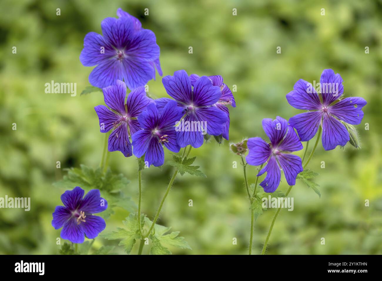 Cranesbill (Geranium), Muensterland, North Rhine-Westphalia, Germany ...