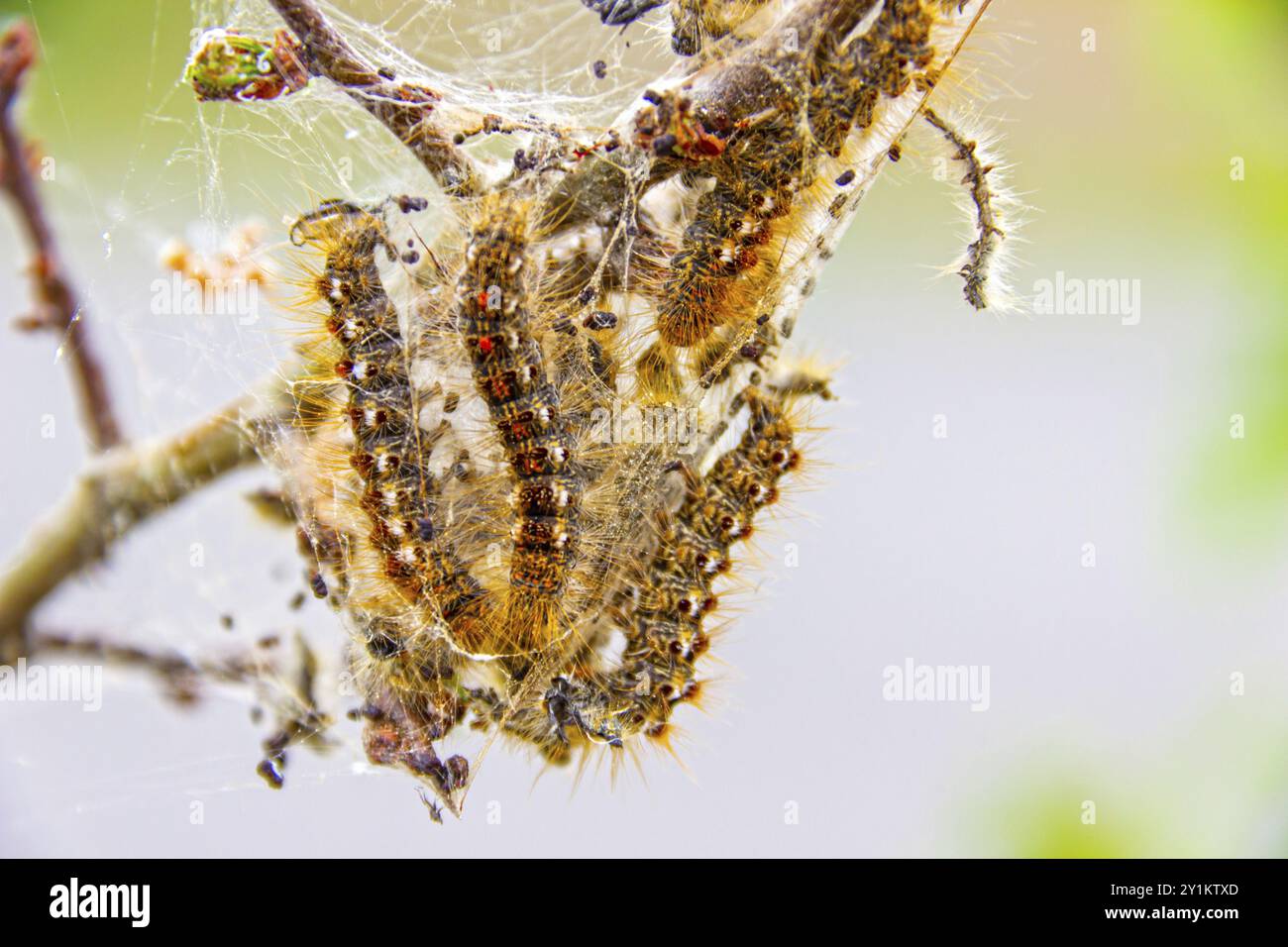 Caterpillars body hi-res stock photography and images - Alamy