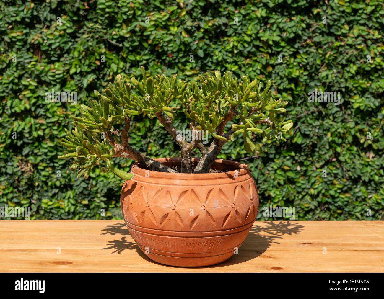 Crassula gollum succulent plant in a decorative terracotta pot Stock Photo