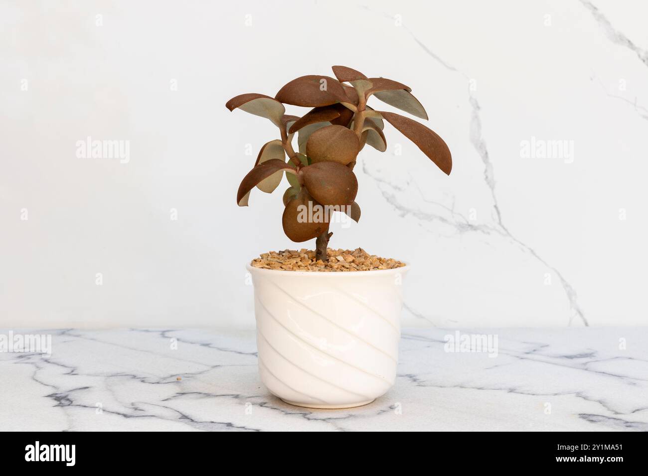Kalanchoe orgyalis copper spoons succulent plant in a ceramic pot on a  marble floor Stock Photo - Alamy