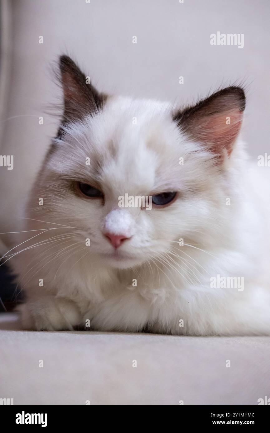 Cute, small Ragdoll cat. 4 months old Stock Photo - Alamy