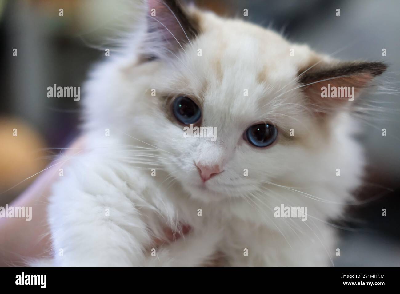 Cute, small Ragdoll cat. 3 months old Stock Photo - Alamy