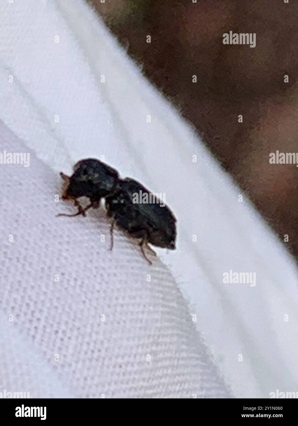 Augenstein Insects Auger Beetles (Bostrichidae) Insecta Stock Photo - Alamy